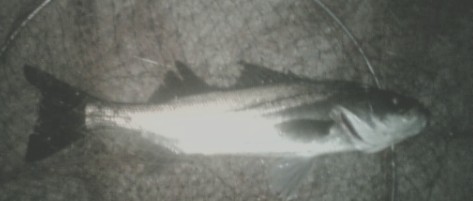 2010_1_16seabass54F
