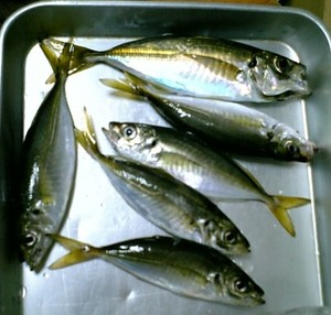 090808aji
